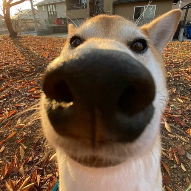 张伟网络头像
